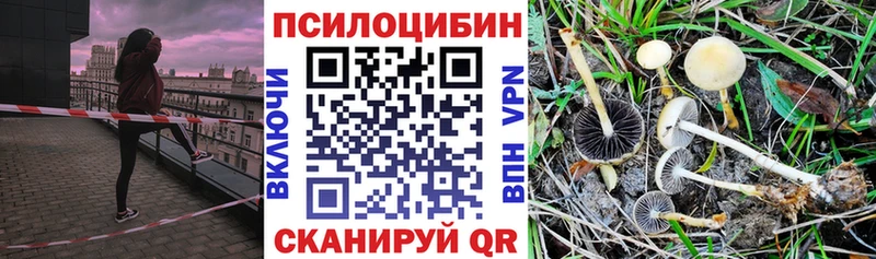 где купить наркоту  Поронайск  Псилоцибиновые грибы Cubensis 